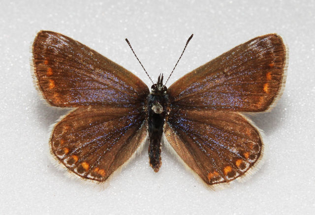 Polyommatus icarus (Common blue aberration box hill set reverse) Internet Image property of respective owner, non-commercial use only